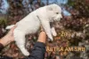 Photo №3. Central Asia Shepherd Dog Puppies. Russian Federation