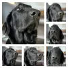 Photo №1. flat-coated retriever - for sale in the city of Ham-sous-Varsberg | 1057$ | Announcement № 127188