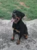 Photo №3. Rottweiler puppy. Serbia