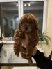 Additional photos: Red toy poodle puppies