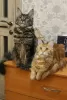 Photo №3. Maine Coon girls with pedigree. Russian Federation