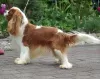 Photo №4. I will sell cavalier king charles spaniel in the city of Łochowo. private announcement - price - 1902$