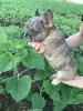 Additional photos: french bulldog puppies