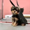 Photo №2 to announcement № 67536 for the sale of yorkshire terrier - buy in United States 