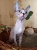 Photo №4. I will sell sphynx-katze in the city of White church. from nursery - price - 0$