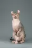 Photo №4. I will sell sphynx-katze in the city of New York. from nursery, breeder - price - negotiated