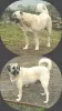 Photo №1. anatolian shepherd - for sale in the city of Kiev | 1057$ | Announcement № 34546