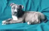 Additional photos: Gorgeous male American Staffordshire Terrier