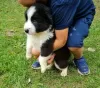 Photo №3. lovely Border Collie puppies. United States