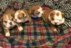 Photo №3. Stunning English Bulldog Puppies for sale.. Australia