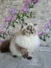 Photo №1. persian cat - for sale in the city of Москва | 391$ | Announcement № 56261