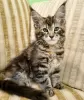 Photo №1. maine coon - for sale in the city of New York Mills | 350$ | Announcement № 104307