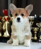 Photo №3. Welsh Corgi Pembroke puppies from titled parents. Belarus