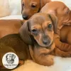 Photo №4. I will sell dachshund in the city of Berlin. from nursery, breeder - price - 297$