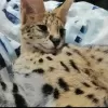 Photo №4. I will sell savannah cat in the city of London. private announcement, from nursery, from the shelter, breeder - price - negotiated