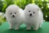 Photo №1. pomeranian - for sale in the city of Зальцбург | 350$ | Announcement № 114237