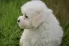 Photo №2 to announcement № 123644 for the sale of bichon frise - buy in Germany private announcement