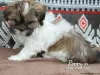 Photo №1. shih tzu - for sale in the city of Штутгарт | negotiated | Announcement № 44777