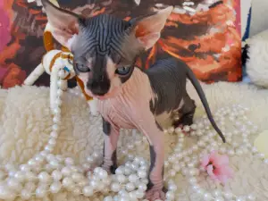 Photo №1. sphynx-katze - for sale in the city of Nizhny Novgorod | 325$ | Announcement № 1747