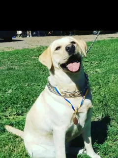 Additional photos: HIGH BREED PUPPIES OF LABRADOR-RETRIVER FROM CHAMPIONS