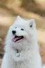 Additional photos: Samoyed puppies