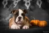 Photo №2 to announcement № 124929 for the sale of english bulldog - buy in Ukraine from nursery, breeder