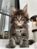 Photo №4. I will sell maine coon in the city of Trier. private announcement - price - 423$