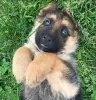 Photo №2 to announcement № 123953 for the sale of german shepherd - buy in Germany 