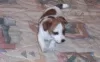 Photo №1. jack russell terrier - for sale in the city of Marseilles | negotiated | Announcement № 97011