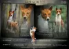 Photo №1. basenji - for sale in the city of Bielsko-Biała | 1585$ | Announcement № 90641