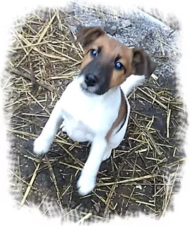 Photo №3. Puppies of a smooth-haired fox-terrier.. Ukraine