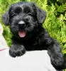 Photo №1. giant schnauzer - for sale in the city of Kiev | 300$ | Announcement № 11112