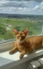 Photo №4. I will sell abyssinian cat in the city of Yaroslavl. private announcement, from nursery - price - 651$