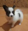 Photo №2 to announcement № 13261 for the sale of papillon dog - buy in Russian Federation private announcement, from nursery, breeder