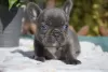 Photo №2 to announcement № 111704 for the sale of french bulldog - buy in Germany private announcement