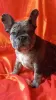 Photo №1. french bulldog - for sale in the city of Bobruisk | 491$ | Announcement № 41428