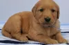 Photo №1. golden retriever - for sale in the city of Бохум | 581$ | Announcement № 127119