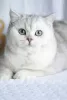 Photo №1. british shorthair - for sale in the city of Ulyanovsk | negotiated | Announcement № 10948