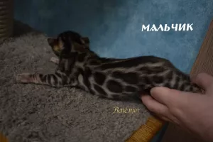 Photo №3. Bengal kittens. Russian Federation