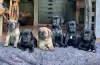 Photo №1. cane corso - for sale in the city of Uskavagh | negotiated | Announcement № 120577