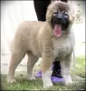 Photo №3. Caucasian Shepherd puppies. Serbia