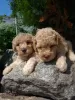 Photo №2 to announcement № 61077 for the sale of poodle (toy) - buy in Serbia private announcement