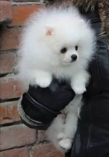 Photo №2 to announcement № 6366 for the sale of pomeranian - buy in Russian Federation from nursery