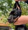 Photo №3. Doberman puppies. Russian Federation