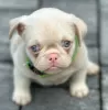 Additional photos: Pink pug puppies