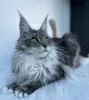 Additional photos: Maine coon kittens