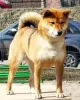 Photo №4. I will sell shiba inu in the city of St. Petersburg. breeder - price - 1755$