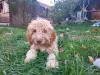 Additional photos: Purebred Lagotto Romagnolo Puppies