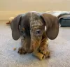 Photo №4. I will sell dachshund in the city of Fort Worth. breeder - price - 400$