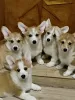 Photo №1. welsh corgi - for sale in the city of Mogilyov | negotiated | Announcement № 20935